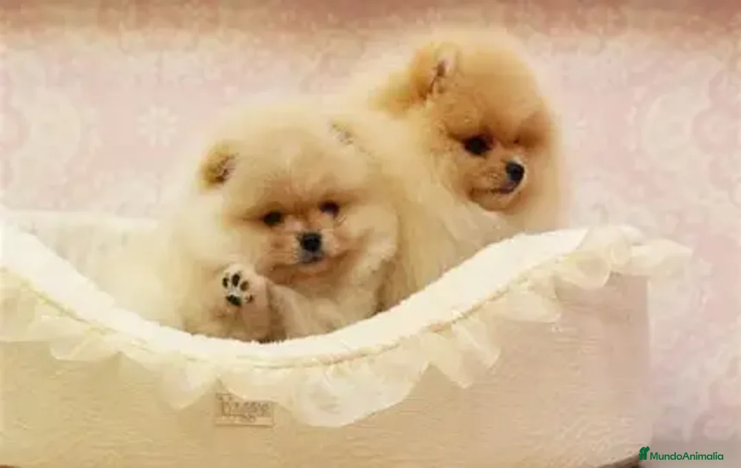 Pomerania perros en venta: 🐶✨ POMERANIA DISPONIBLES – OFERTA ESPECIAL ✨🐶 - Anuncio 1