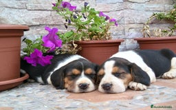 Beagle perros en venta: Beagles tricolores - Imagen 1