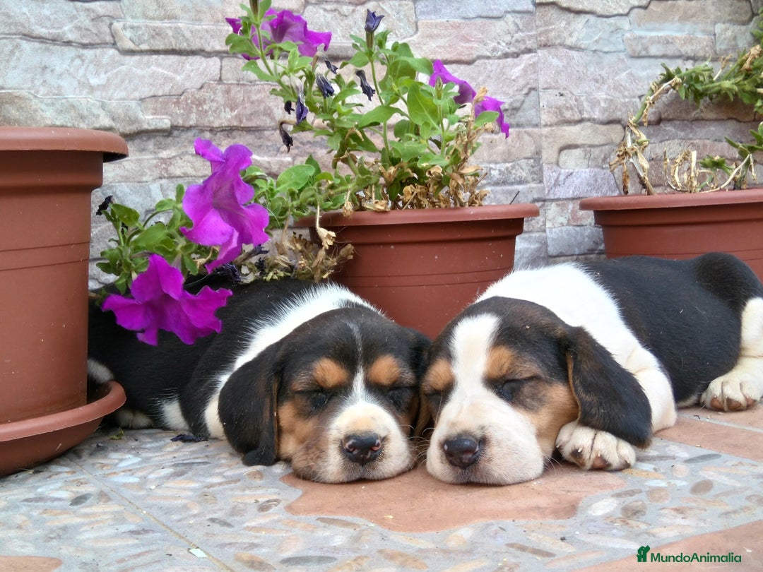 Beagle perros en venta: Beagles tricolores - Imagen 1