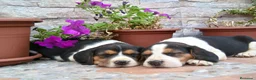 Beagle perros en venta: Beagles tricolores - Anuncio 1