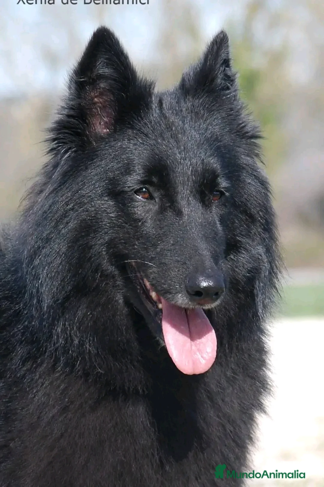 Pastor Belga Groenendael perros en venta: Pastor belga groenendael en Barcelona - Anuncio 11