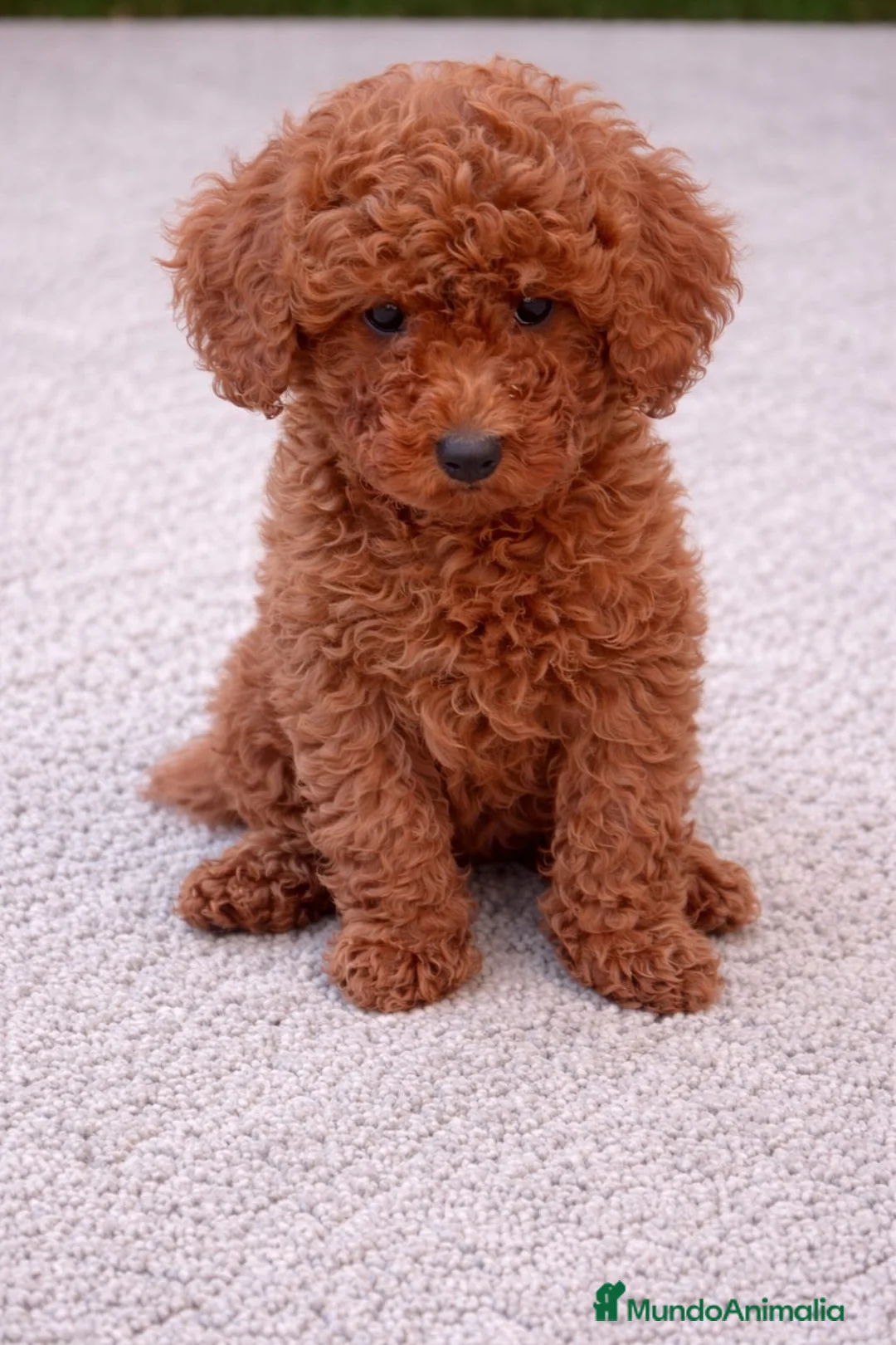 Caniche Toy perros en venta: CANICHE TOY - Anuncio 3