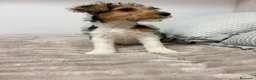 Fox Terrier de Pelo Duro perros en venta: Fox Terrier de pelo duro - Anuncio 6