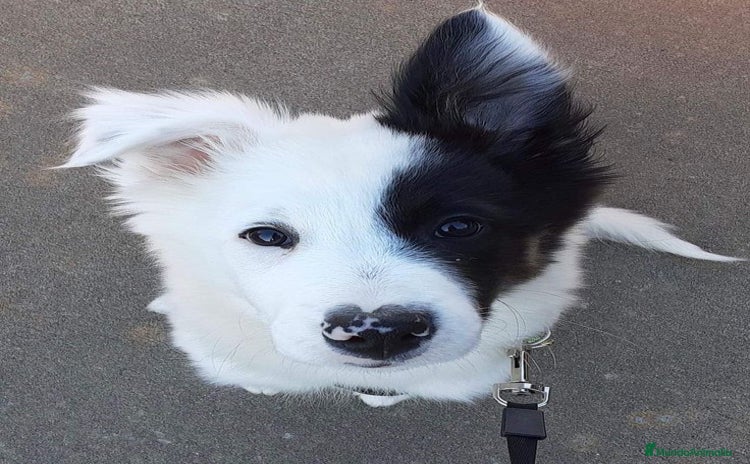 Border Collie perros - Propaganda 1