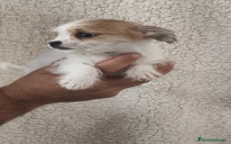 Raza Mixta perros en venta: Maltichi hembra y macho  - Imagen 1