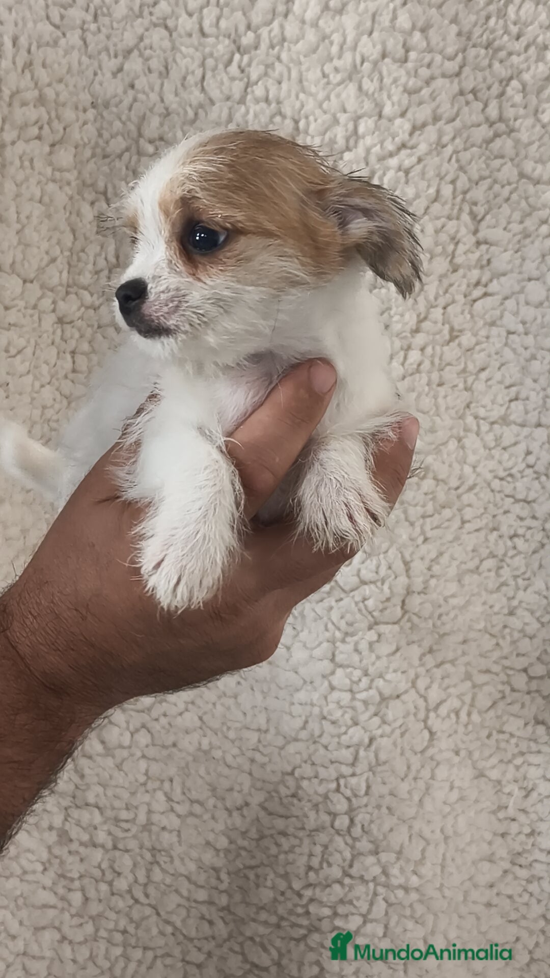 Raza Mixta perros en venta: Maltichi hembra y macho  - Imagen 1