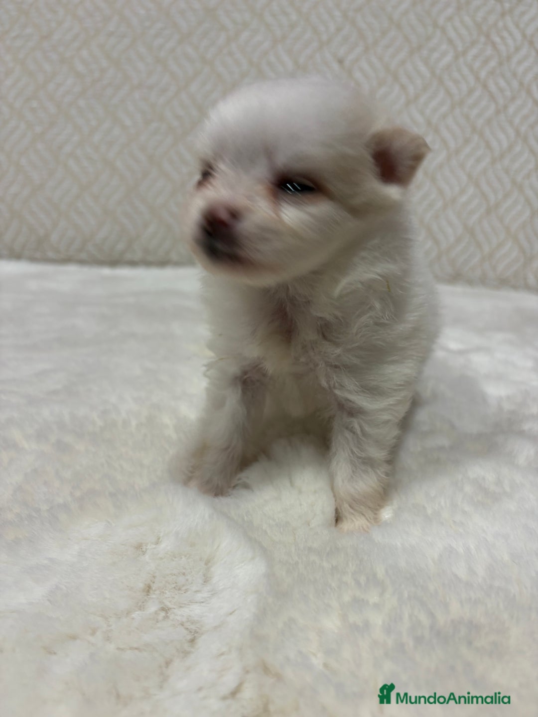 Pomerania perros en venta: Lulu Pomerania Toy hembra naranja blanca  - Anuncio 26