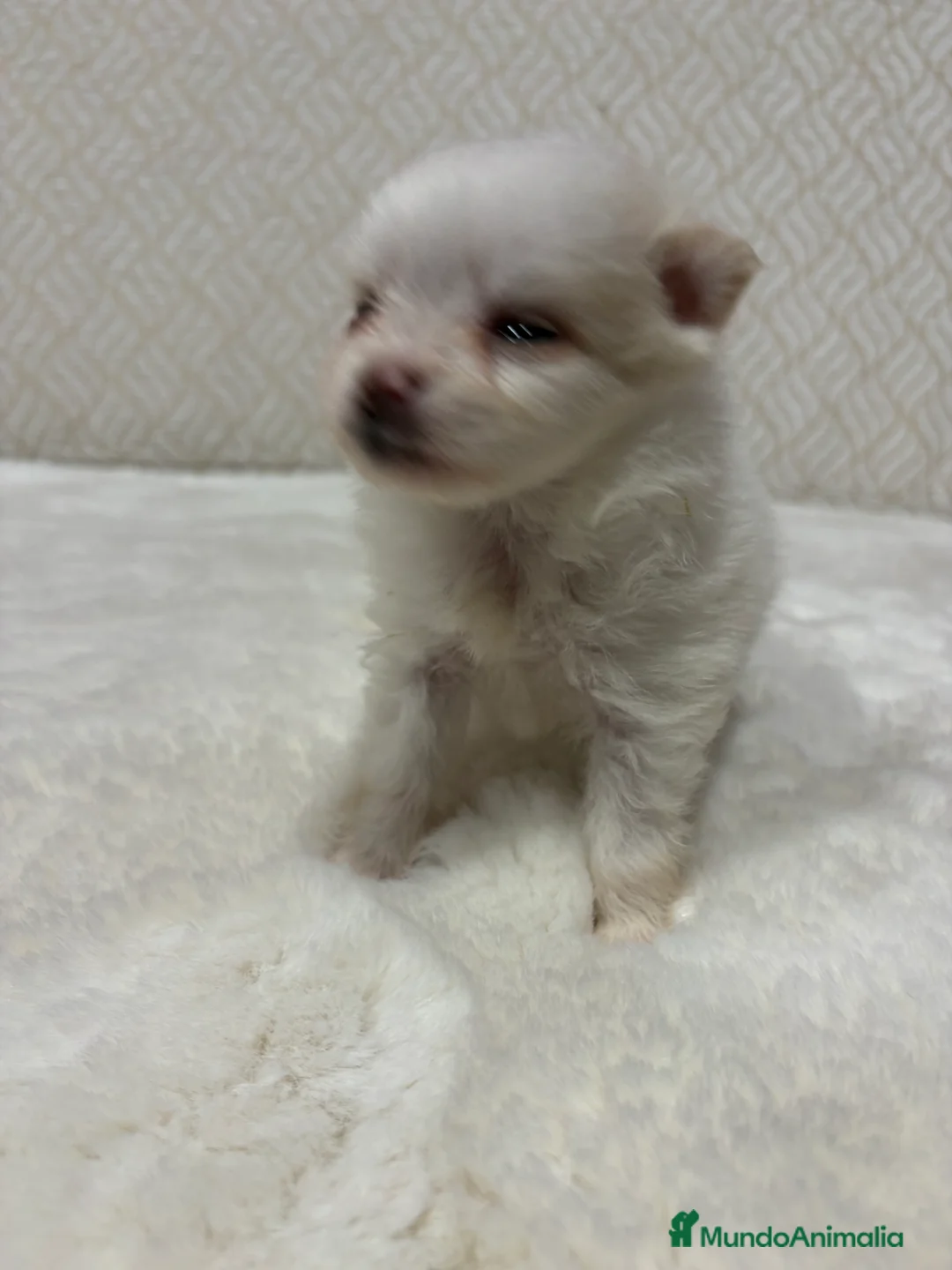 Pomerania perros en venta: Lulu Pomerania Toy hembra naranja blanca  - Anuncio 26