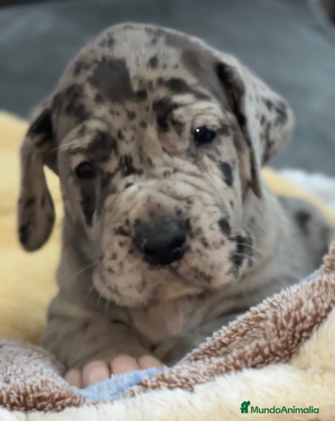 Dogo Alemán perros en venta: Camada de dogo aleman - Anuncio 3