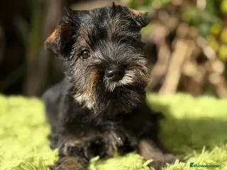 Schnauzer Miniatura perros Schnauzer miniatura sal y pimienta - Anuncio 8