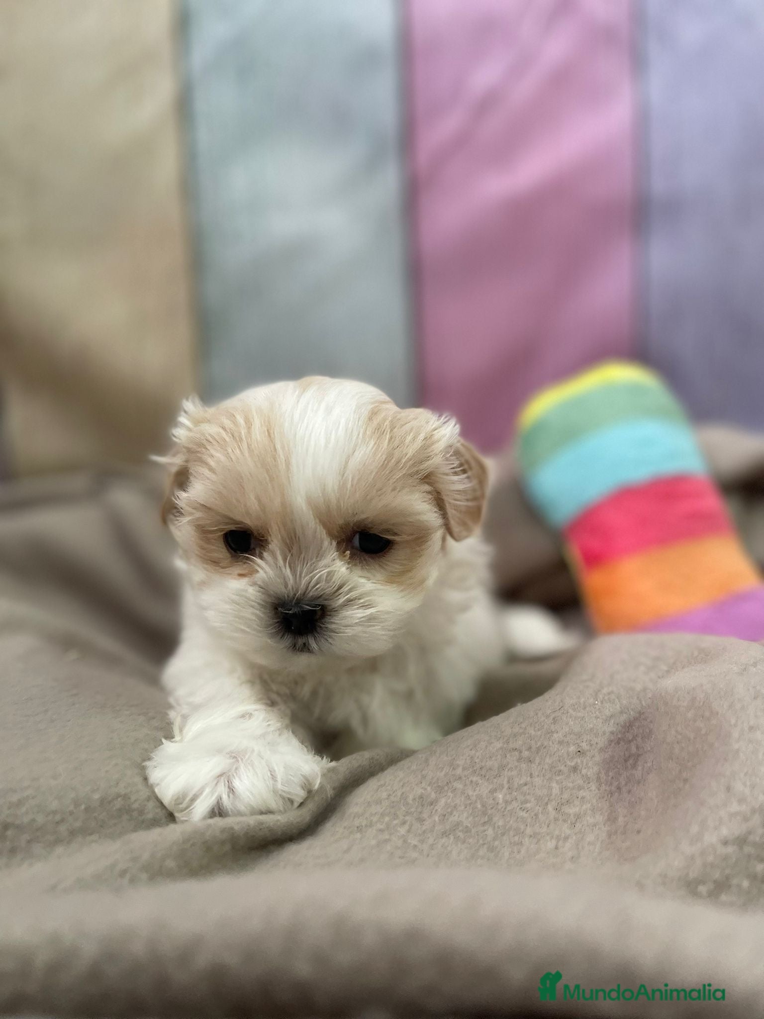 Shih Tzu perros Shih tzu entrega para reyes !!!! - Anuncio 3