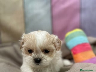 Shih Tzu perros Shih tzu entrega para reyes !!!! - Anuncio 1