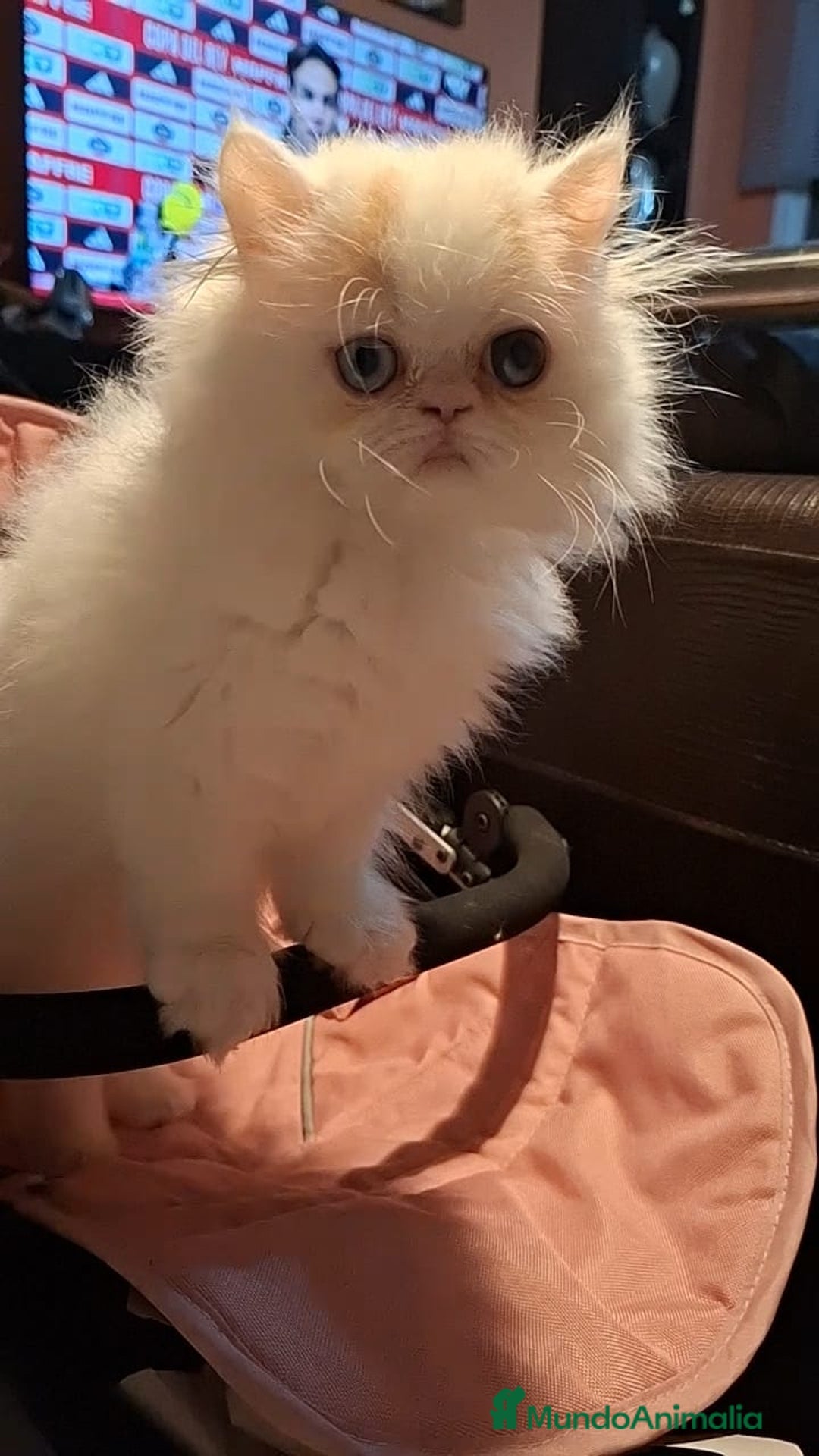 Persa gatos en venta: Precioso Gato Persa  - Anuncio 6