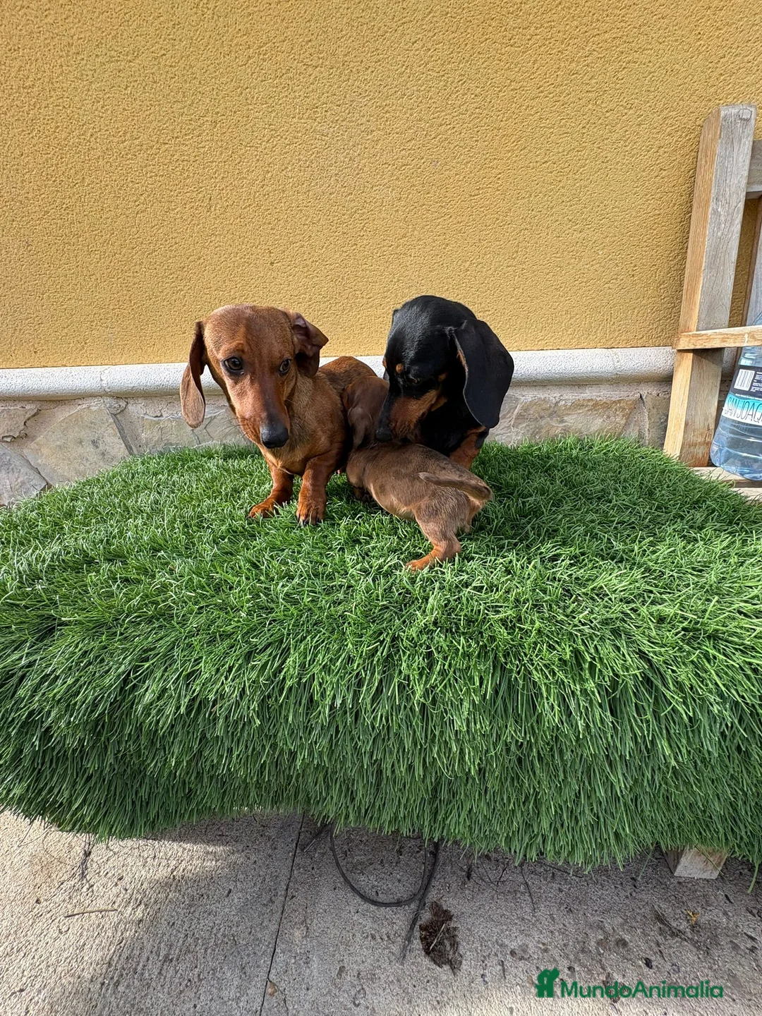 Teckel Miniatura perros en venta: Teckel Kaninchen merle chocolate diluido  - Anuncio 22