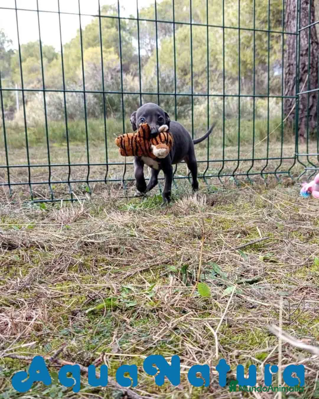 Pequeño Lebrel Italiano perros en venta: Lebrel Italiano Hembra 3 de AB y Omega AQUANATURA - Anuncio 8