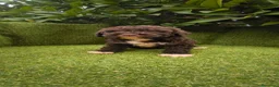 Perro de Agua Español perros en venta: preciosa camada perros agua  chocolates y blancos  - Anuncio 14