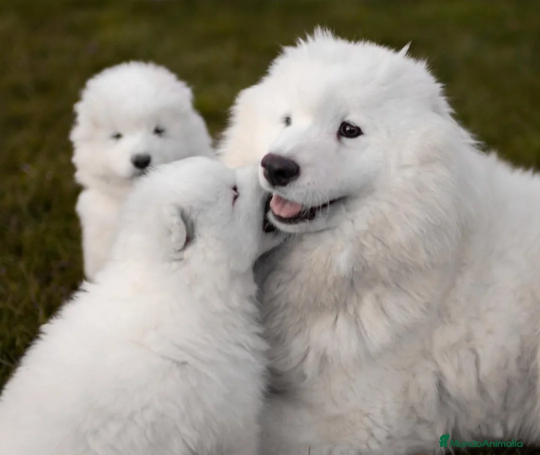 Samoyedo perros en venta: Camada Samoyedo  - Anuncio 1