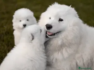 Samoyedo perros Camada Samoyedo - Anuncio 1
