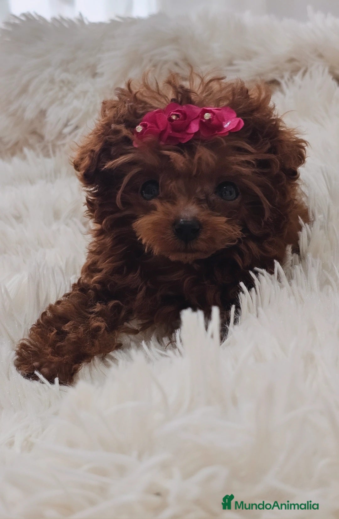 Caniche Toy perros CANICHE ASIÁTICO  - Anuncio 1