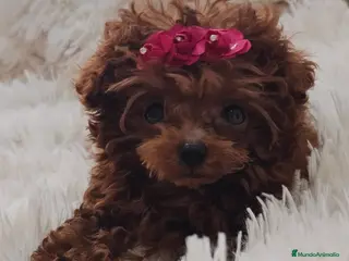Caniche Toy perros CANICHE ASIÁTICO - Anuncio 1