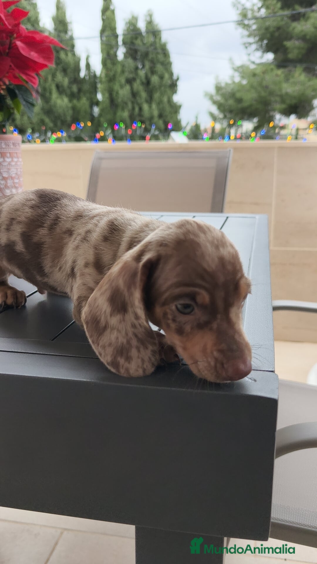 Teckel Miniatura perros en venta: Teckel mini Arlequín  - Anuncio 3