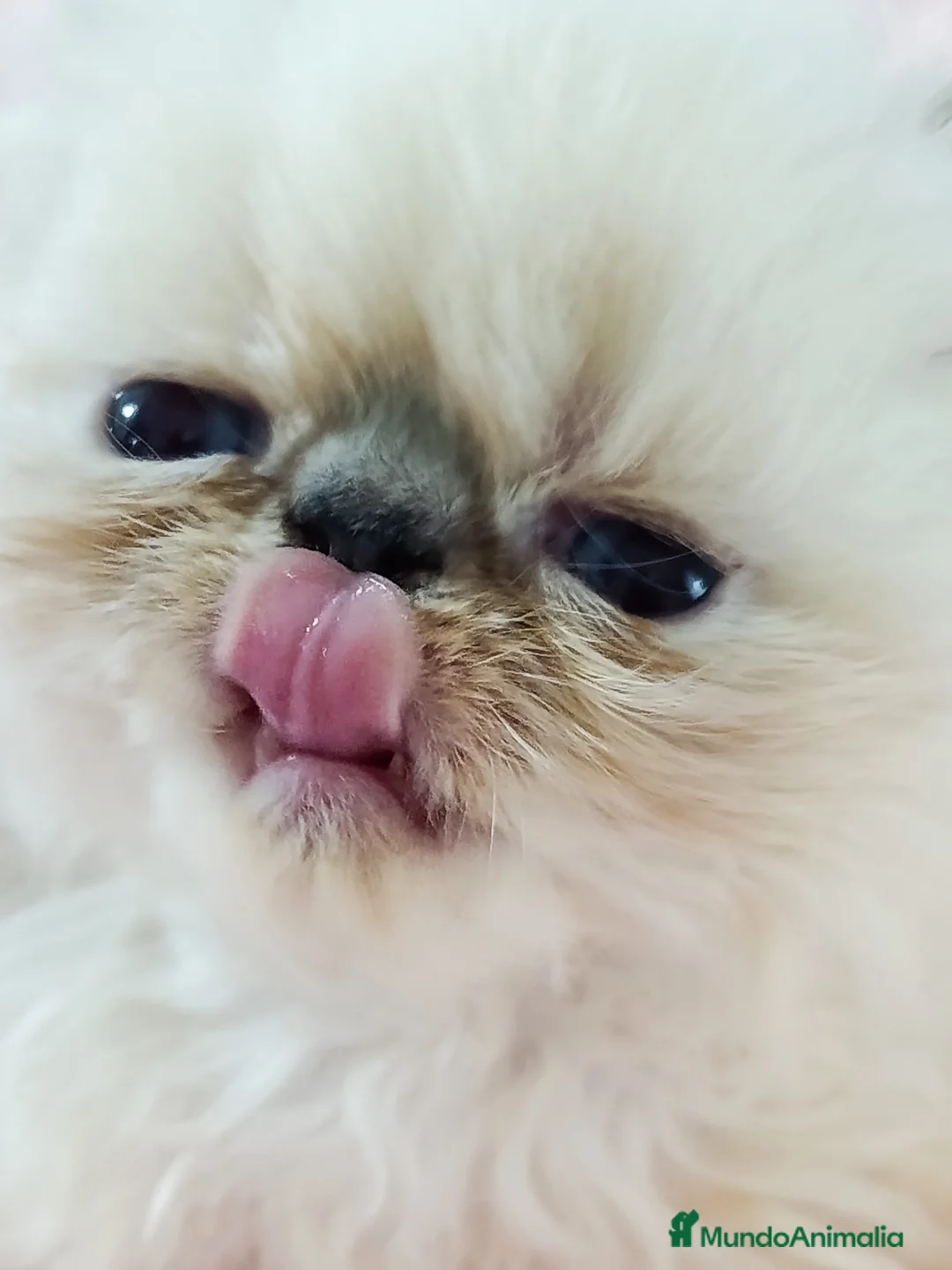 Himalayo gatos en venta: CACHORROS PERSAS HIMALAYOS  - Anuncio 2