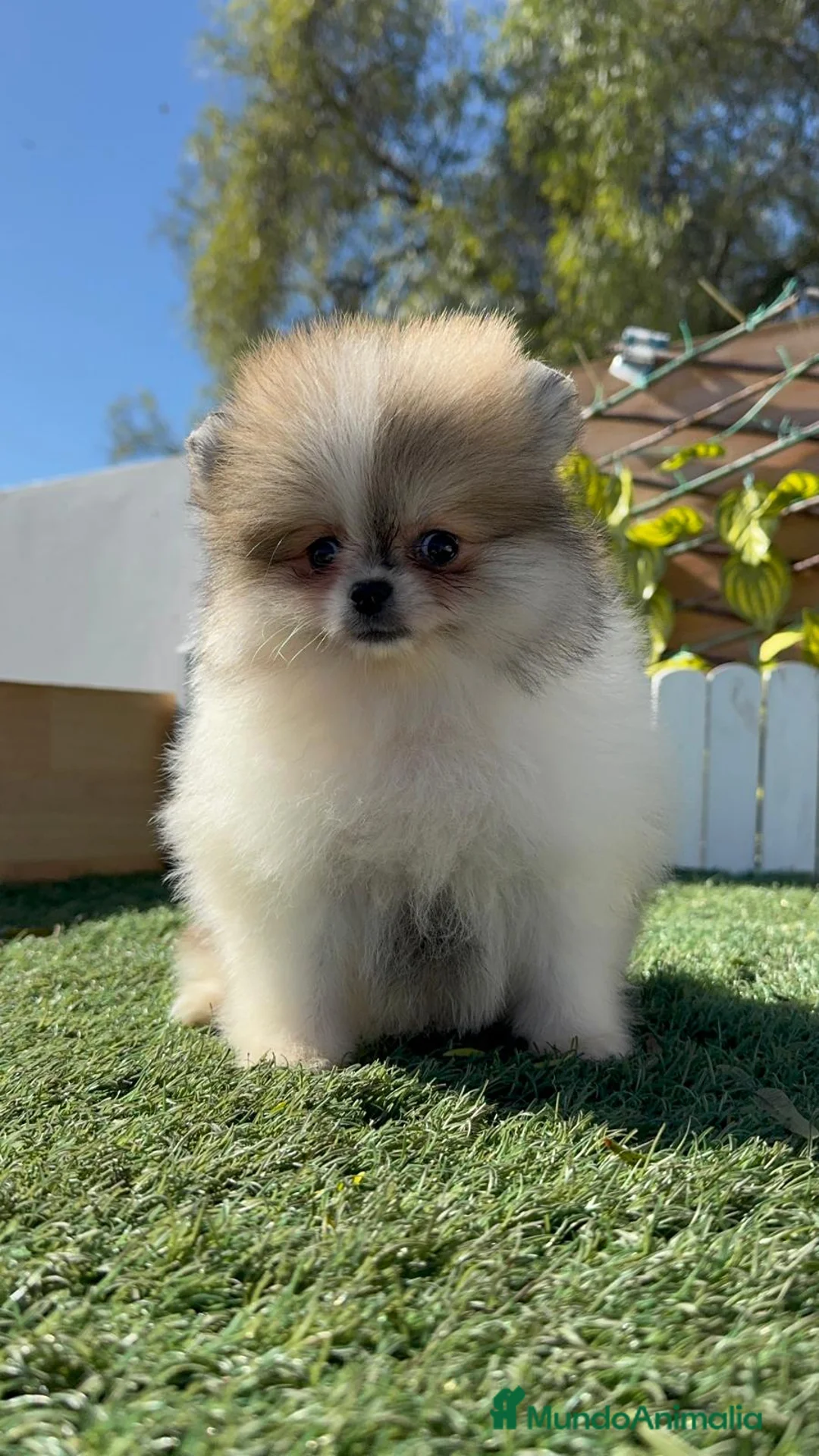 Pomerania perros en venta: POMERANIA HEMBRA - Anuncio 9