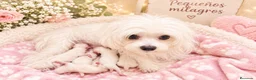 Bichón Maltés perros en venta: BICHÓN MALTÉS  - Anuncio 10