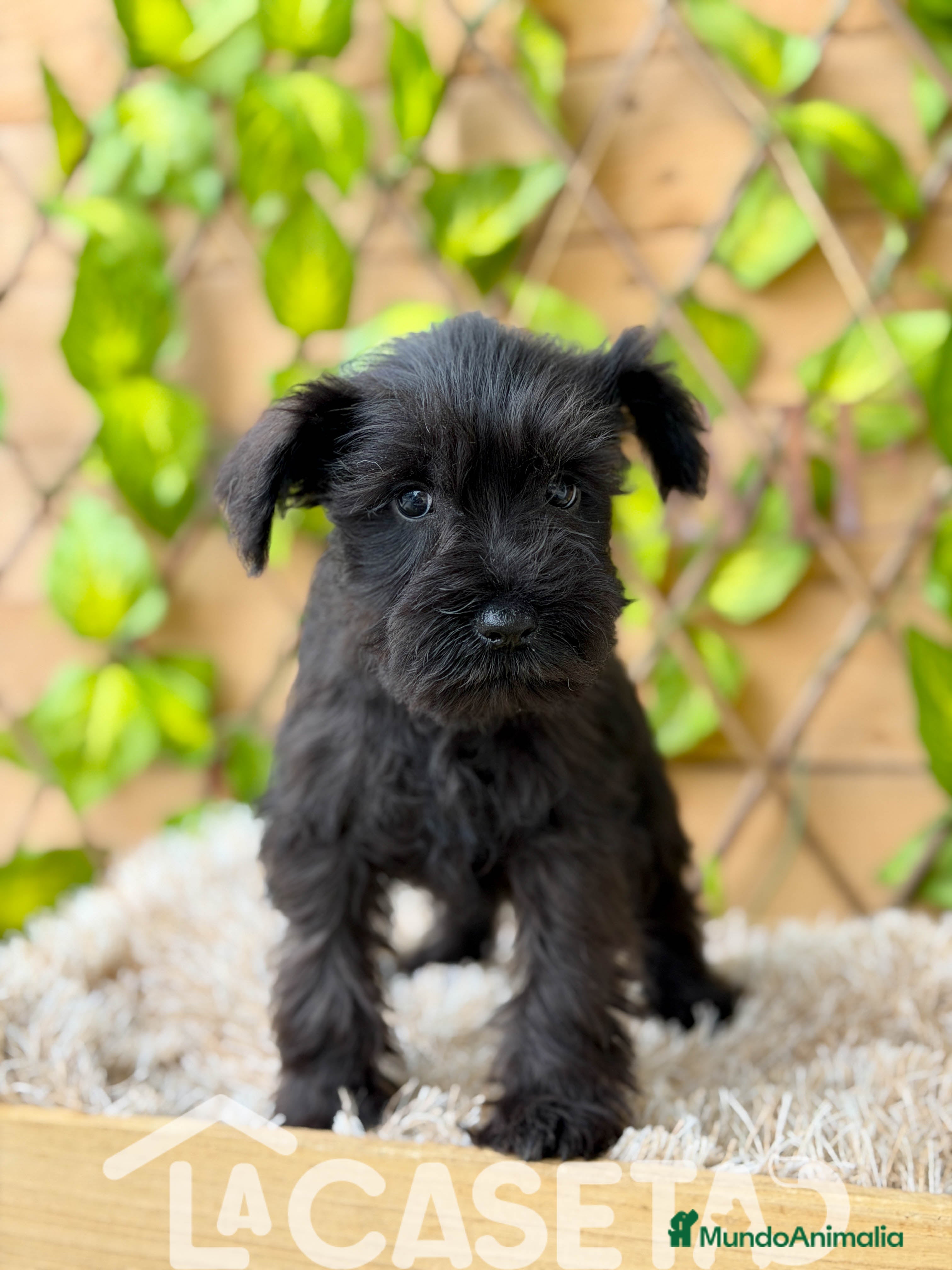 Schnauzer Miniatura perros Camada de Dasy  - Anuncio 5