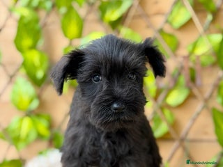 Schnauzer Miniatura perros - Anuncio 3