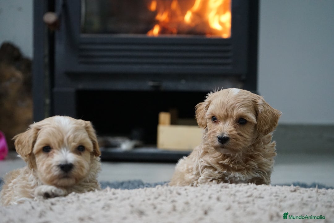 Maltipoo perros en venta: 🐾 Kepy & Harry – Maltipoo crema suave 🌾✨ - Anuncio 4