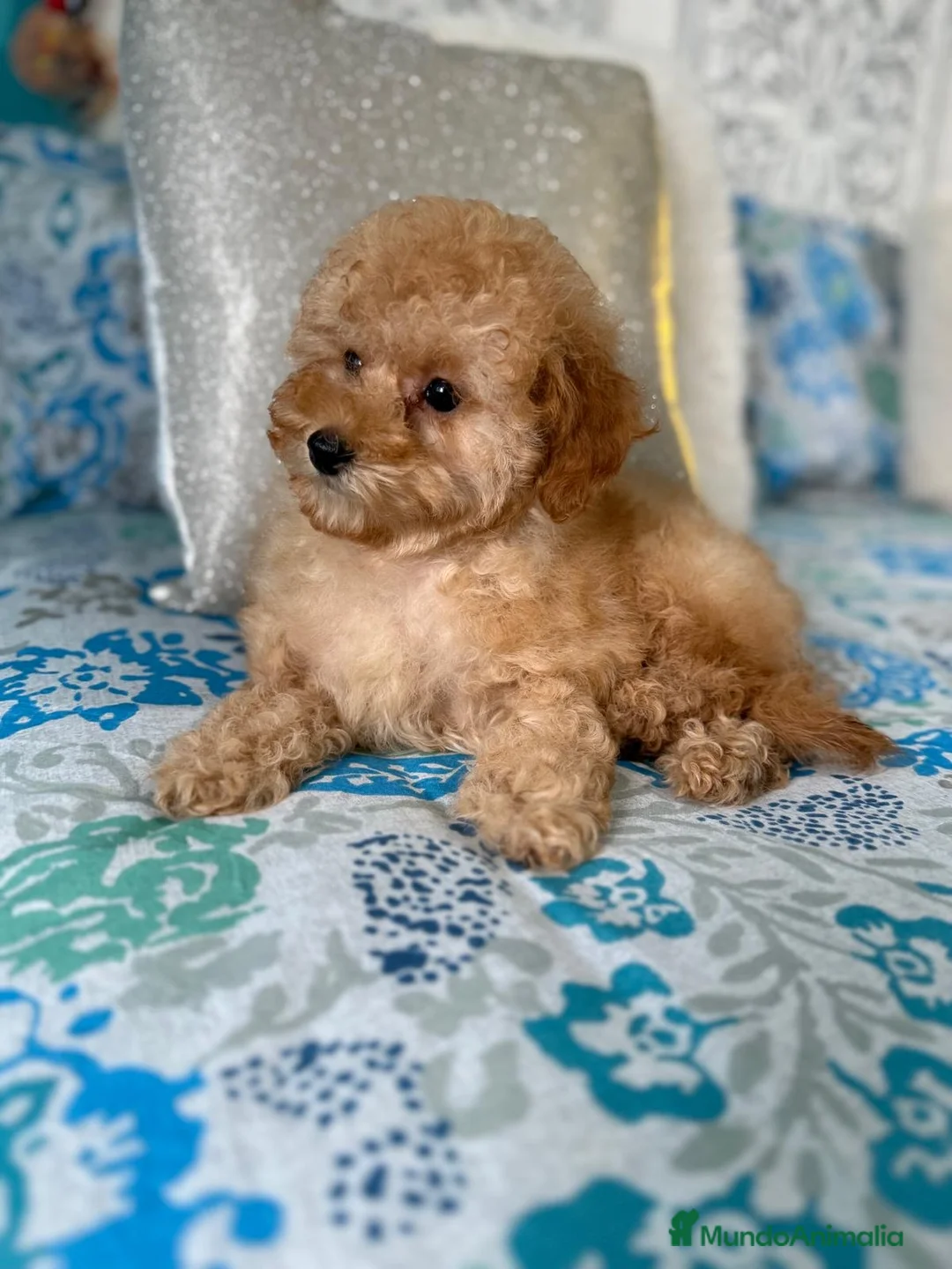 Caniche Toy perros en venta: Caniche toy apricot HEMBRA disponible  - Anuncio 3