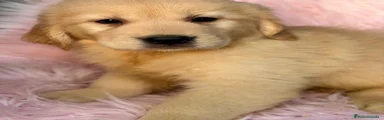 Golden Retriever 2