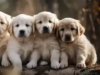 Golden Retriever perros CACHORRO GOLDEN RETRIEVER - Anuncio 33