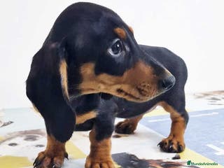 Teckel perros Teckel Hembra 0052 - AQUANATURA en Barcelona - Anuncio 25