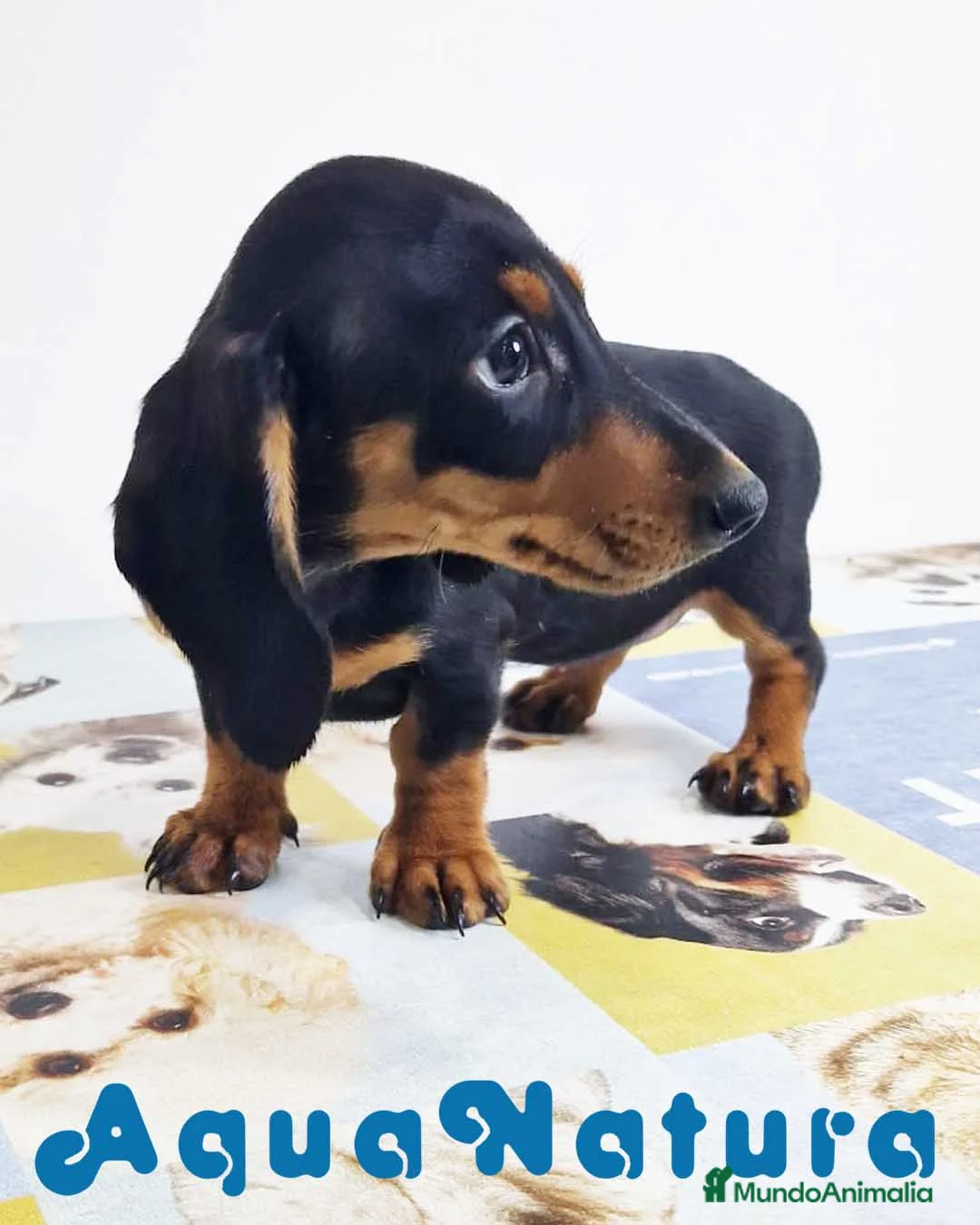 Teckel perros en venta: Teckel Hembra 0052 - AQUANATURA en Barcelona - Anuncio 1