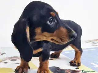 Teckel perros Teckel Hembra 0052 - AQUANATURA en Barcelona - Anuncio 34