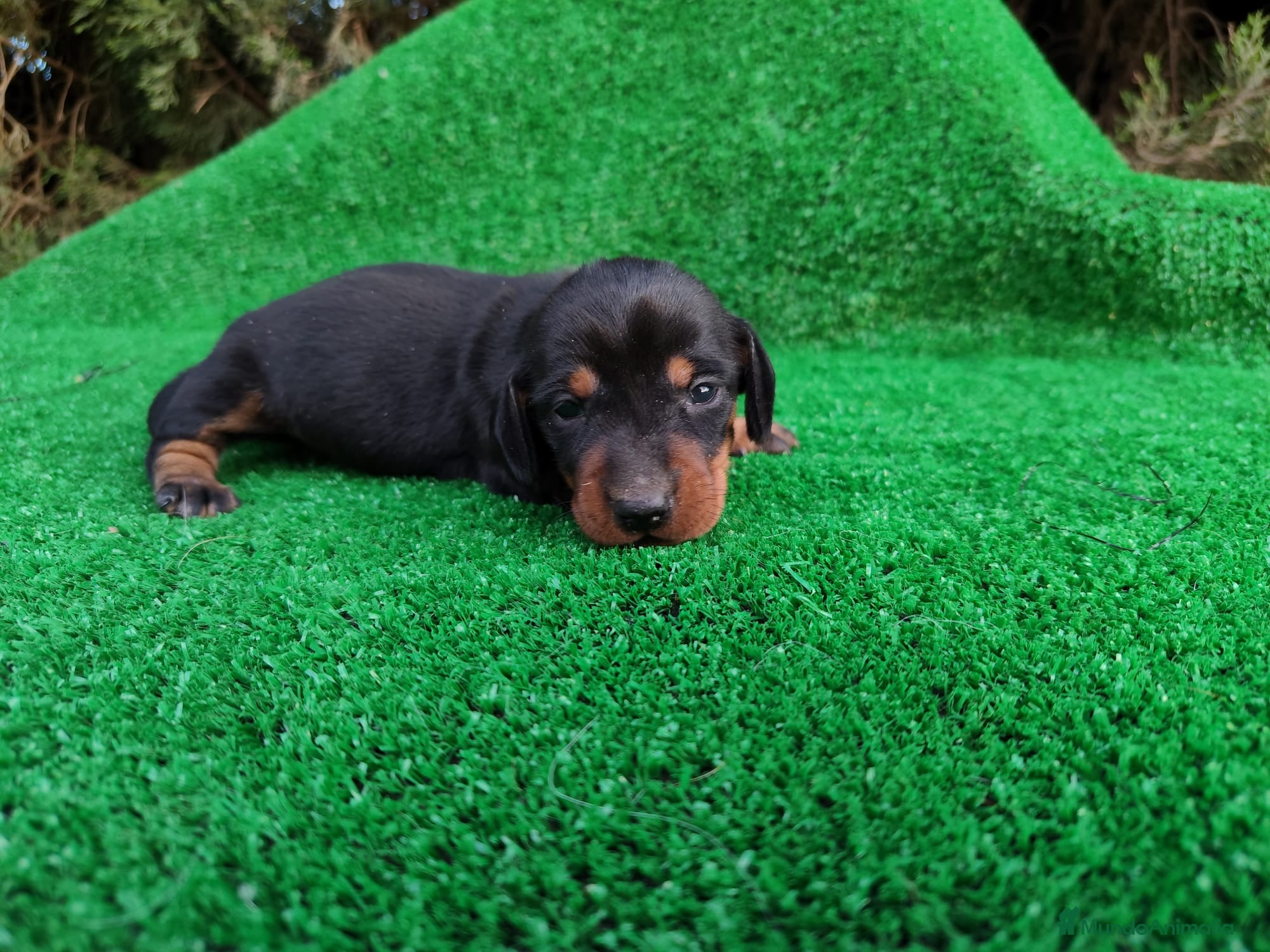 Teckel Miniatura perros Teckel miniatura negro fuego Macho  - Anuncio 3