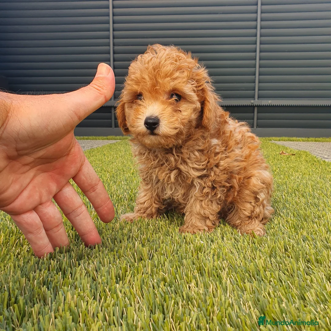 Caniche Toy perros en venta: Caniche miniatura  - Anuncio 2