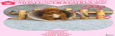 Caniche Toy Cachorro 3