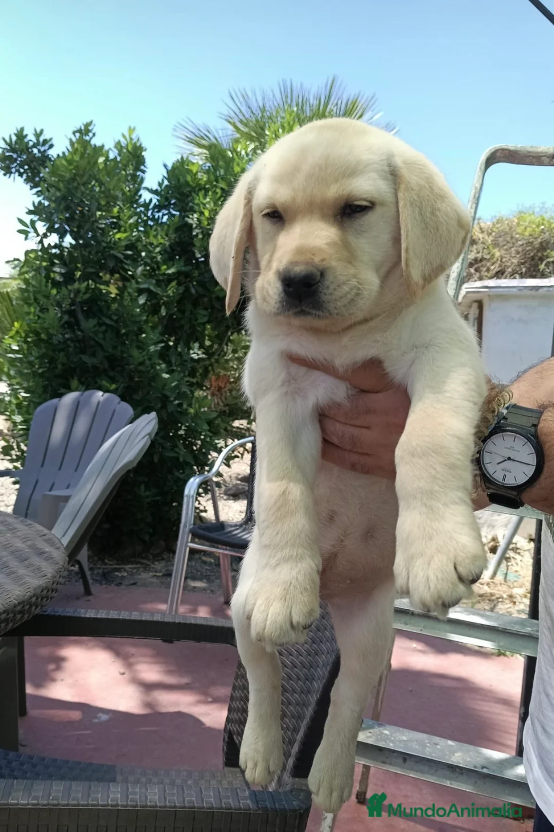 Labrador Retriever perros en venta: Hembra labrador retriever disponible 🐶🐾 - Anuncio 2