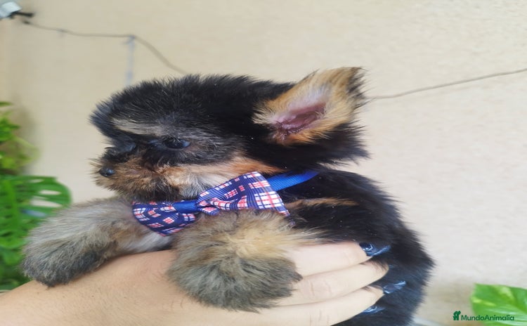 Yorkshire Terrier perros - Anuncio 2