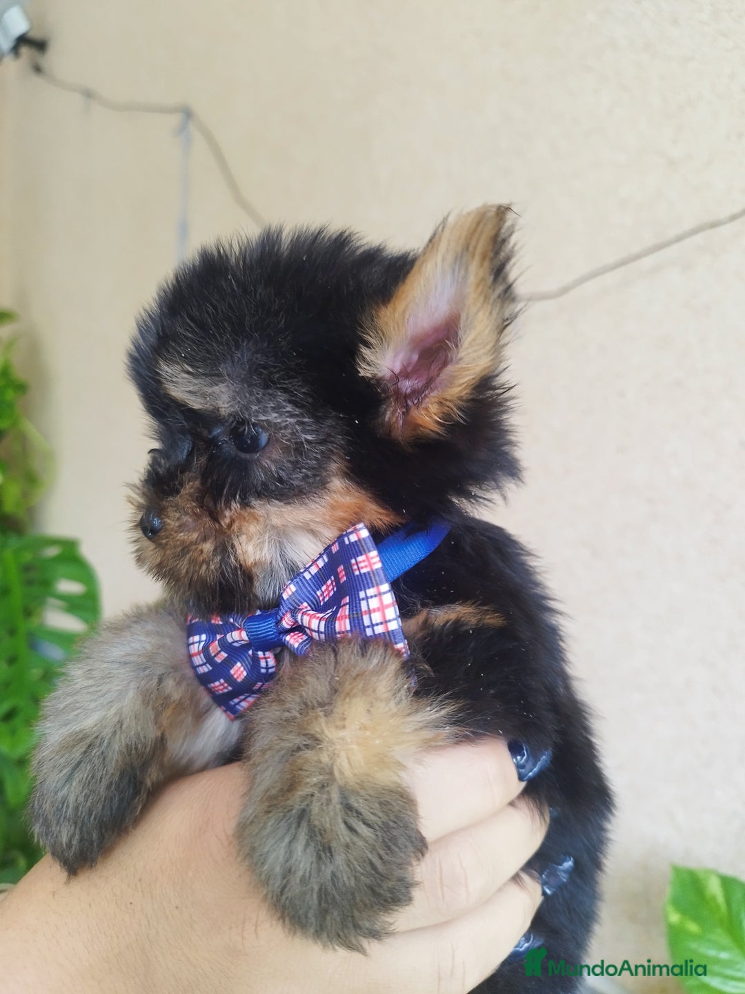 Yorkshire Terrier perros en venta: YORKSHIRE TOY MACHO  - Imagen 1