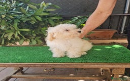 Maltipoo perros en venta: Maltipoo - Imagen 12