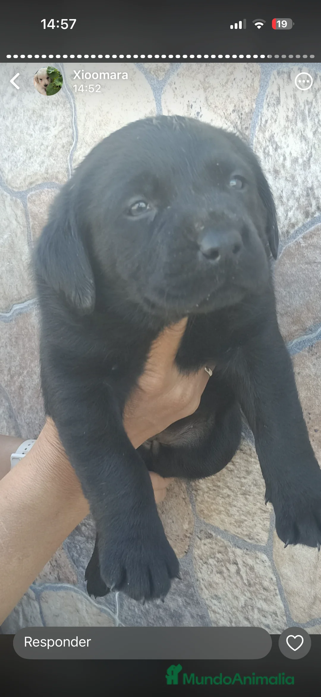Labrador Retriever perros en venta: Espectacular hembra negra  en Córdoba - Anuncio 2