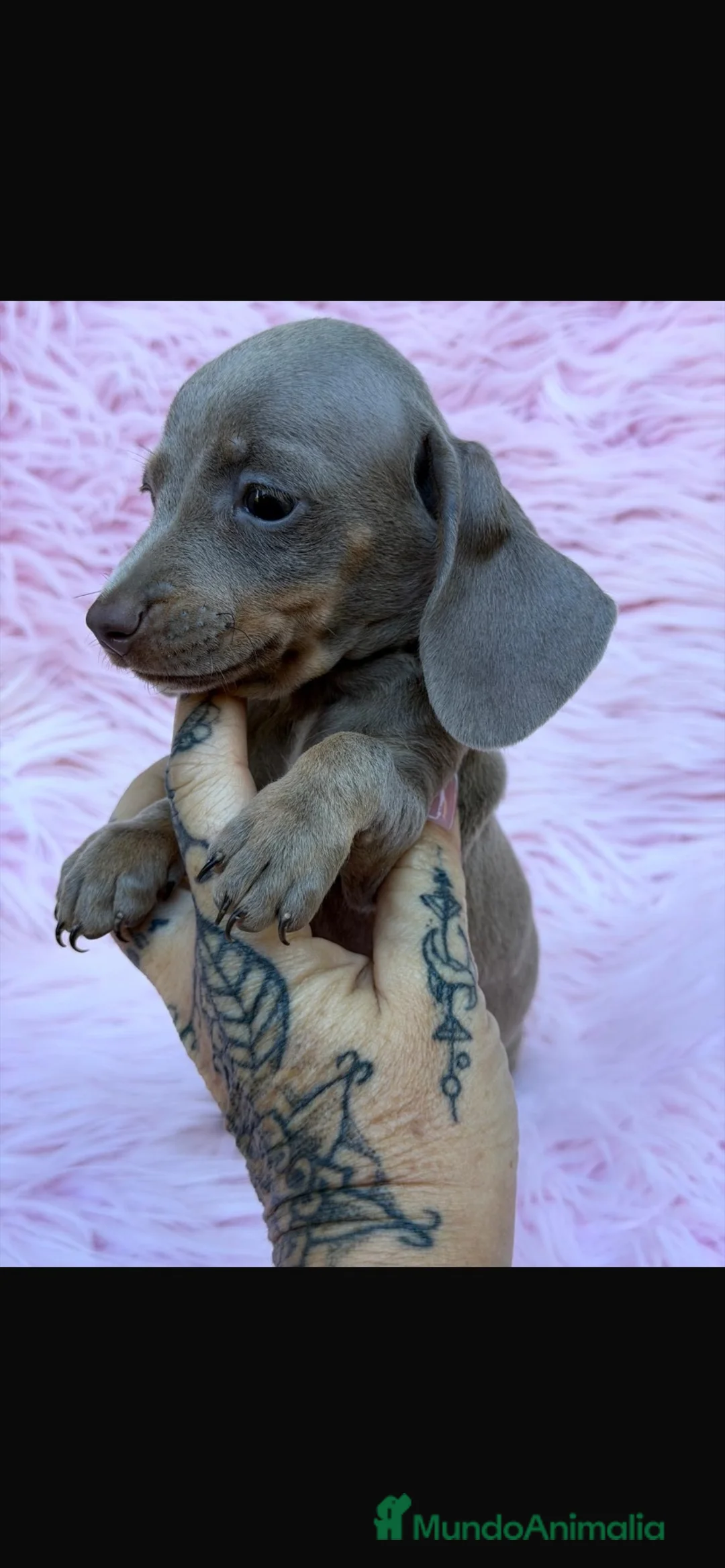 Teckel Miniatura perros en venta: Preciosos teckel  - Anuncio 2