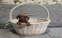Teckel Miniatura perros en venta: Teckel miniatura  - Imagen 2