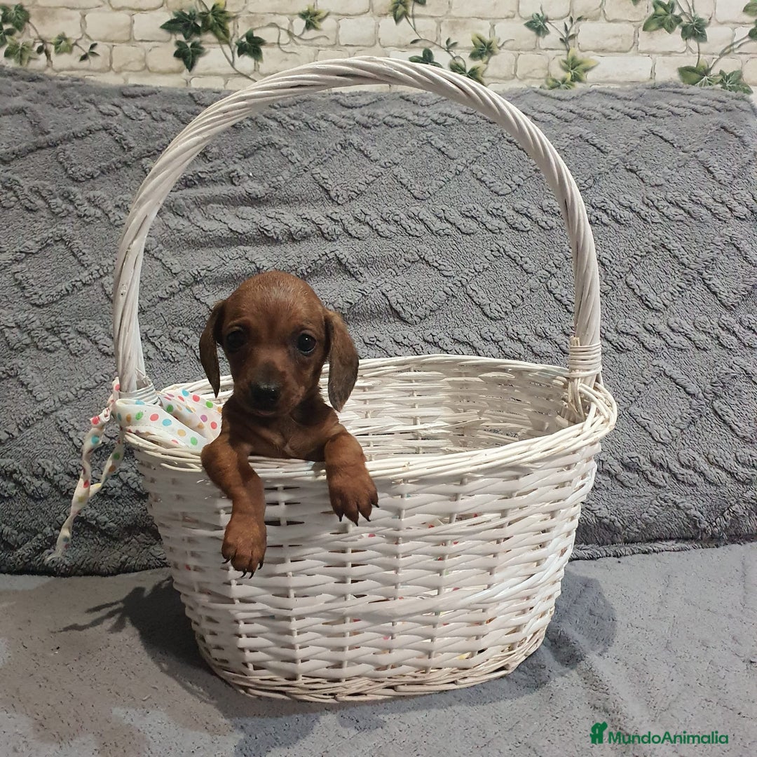 Teckel Miniatura perros en venta: Teckel miniatura  - Imagen 2