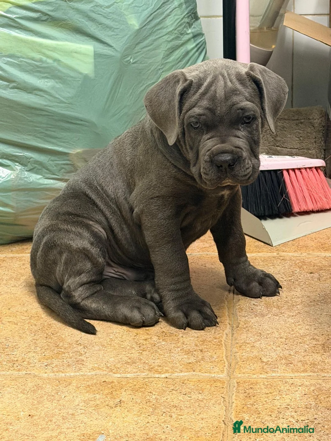 Cane Corso perros en venta: Cachorrito cane corso  - Anuncio 2