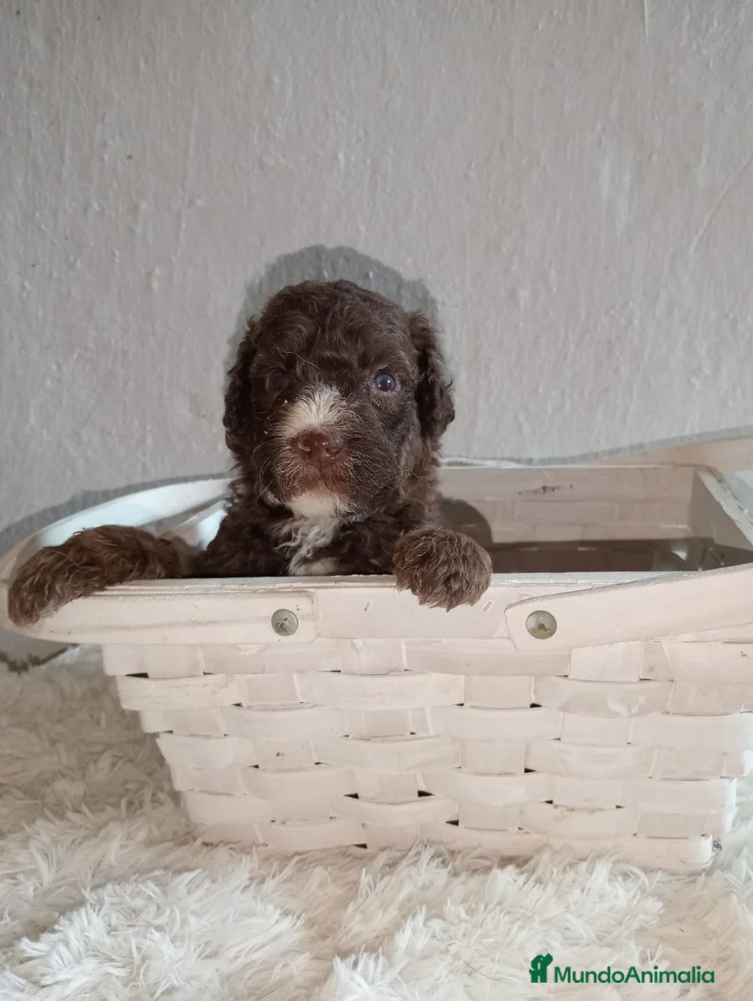 Perro de Agua Español perros en venta: Perro de aguas español macho - Anuncio 2